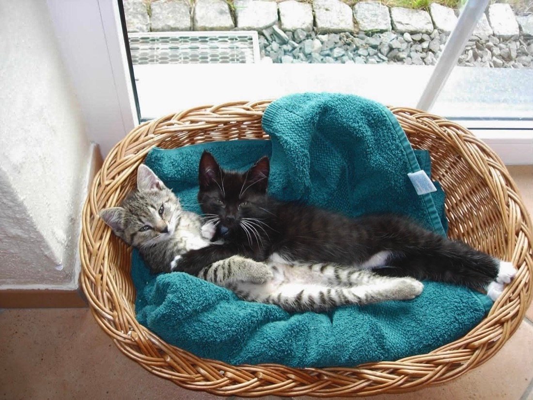 Hund und Katze kuscheln zusammen