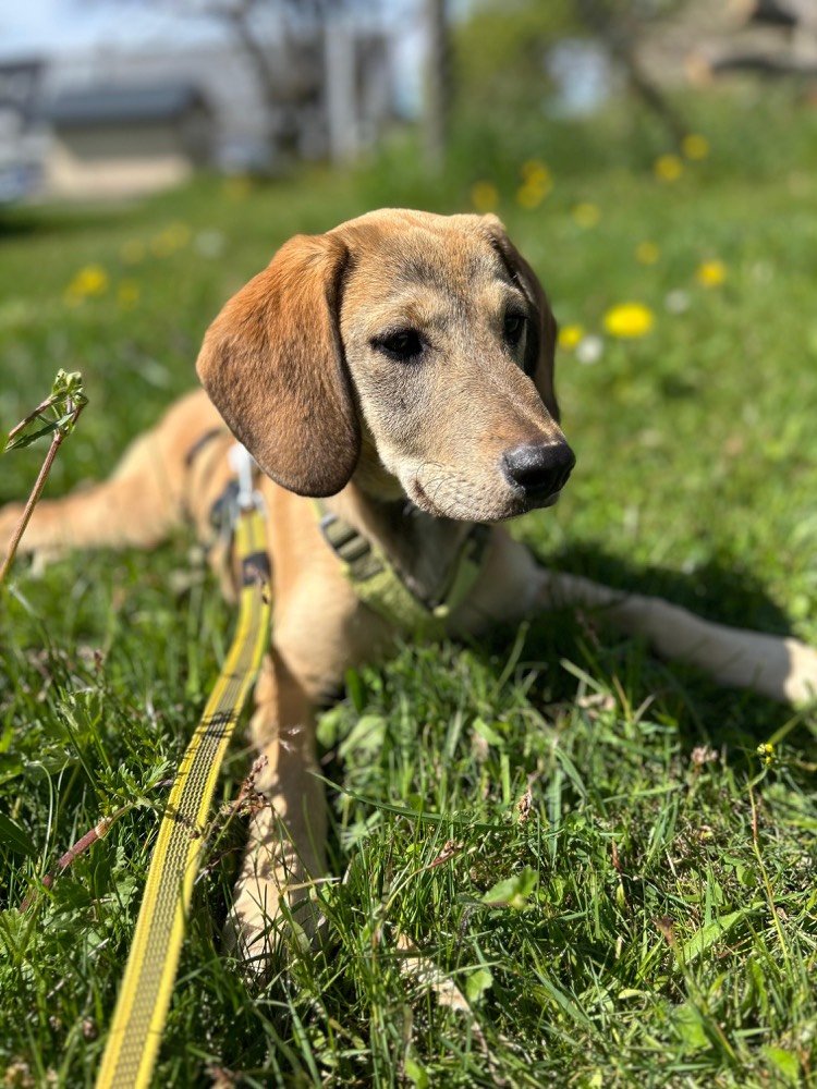 Beispielprofil: Günther, hund, 7 jahre