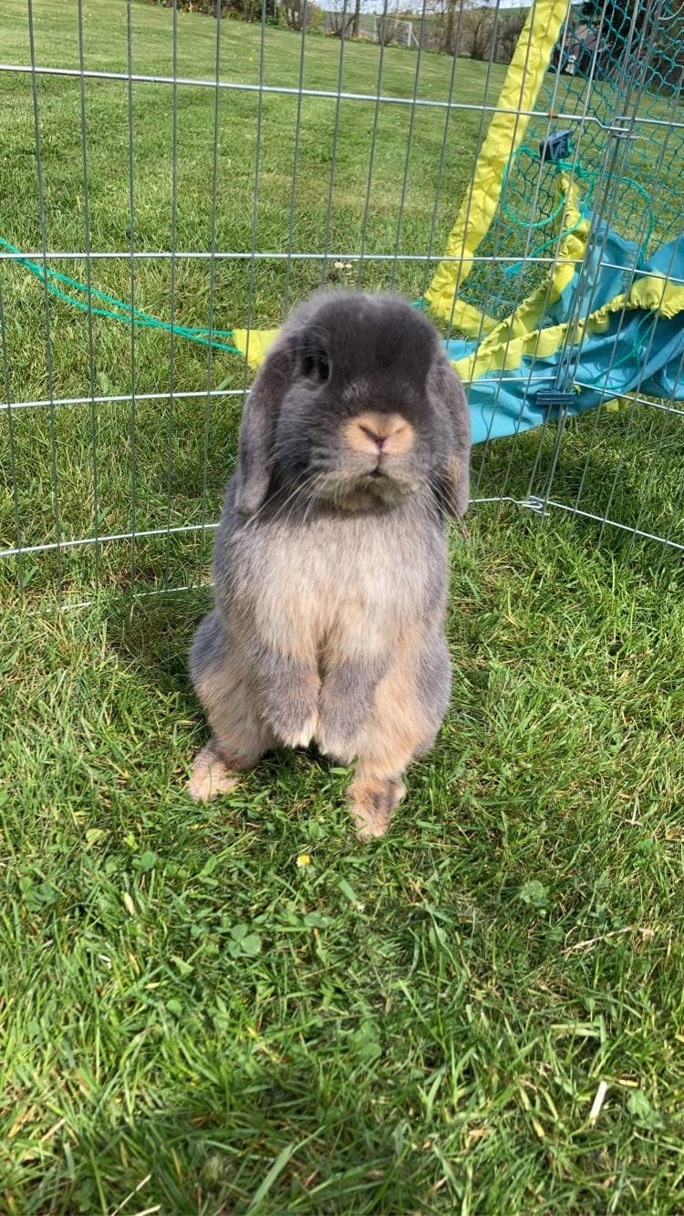 Beispielprofil: Lilia, kaninchen, 3 jahre